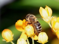 Bee.jpg