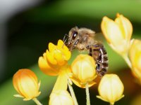 Bee1.jpg