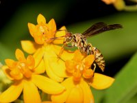 Wasp.jpg