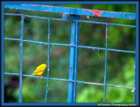 Yellow Bird on Blue Fence.jpg