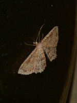 NightMoth2.jpg