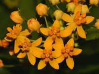 Milkweed.jpg