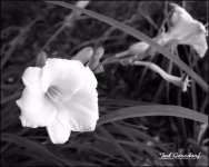 DSC_0064_00046_1201.JPG