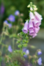 Foxglove (1 of 4).jpg