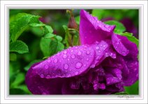 Wild rose in the rain.jpg
