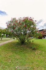 flowertree-1.jpg