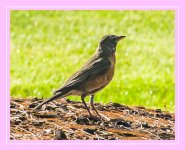 Birds4_003a_1_frame.jpg