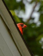 DSC_0161.jpg