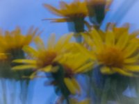 Moving flowers.jpg