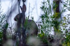 Rabbit.jpg