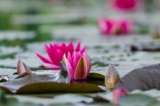 Waterlily.jpg