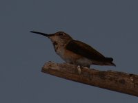 HummerCrop.jpg