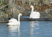 DSC_4758.jpg