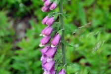 DSC_4182.jpg