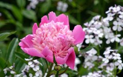 DSC_4206.jpg