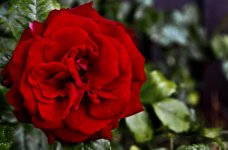 DSC_8735 web.jpg