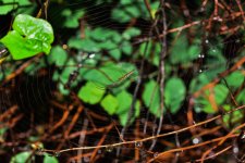 spider8.jpg