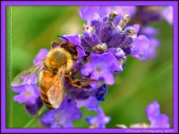 Bee on Lavender.jpg