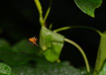 bug16.jpg