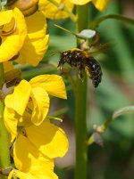 Bee2.jpg