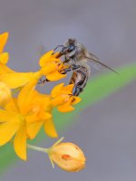 Bee.jpg