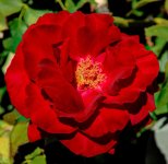 DSC_1750_fused (2).jpg