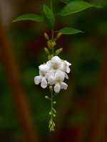 Duranta.jpg