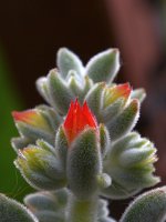 Escheveria.jpg
