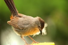 catbird.jpg