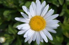 Flower.jpg