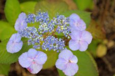 Flower2.jpg