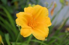 Flower3.jpg