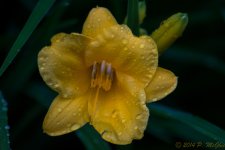DSC_9744.jpg