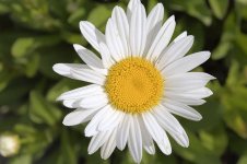 Flower II.jpg