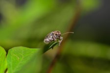 bug21.jpg