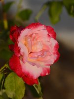 Rose.jpg