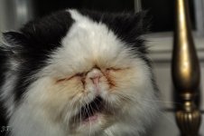 D7100 #2 Moochie Haircut HD2a.jpg