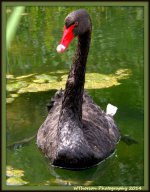Black Swan 3.jpg