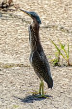 Heron1.jpg