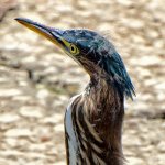 Heron2.jpg