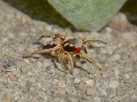 Spider.jpg