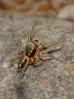 Spider2.jpg