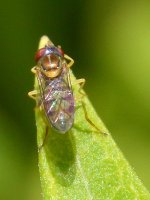 HoverFly2.jpg