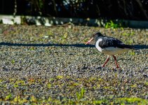 DSC_6930_edited-2.jpg