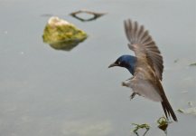 DSC_0239.jpg