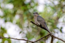 DSC_6170.jpg
