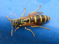 Polistes dominula 2.jpg