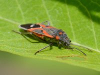 Beetle.jpg