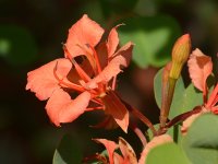Bauhinia.jpg