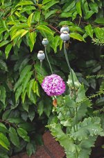 DSC_0738.jpg